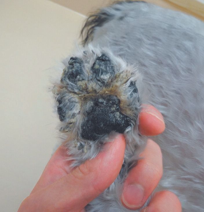 肉球表面が乾燥して、ひび割れができた犬の例（写真提供／斉藤動物病院）