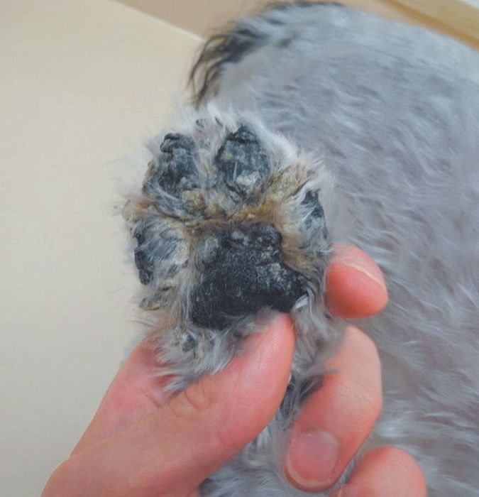 肉球表面が乾燥して、ひび割れができた犬の例(写真提供/斉藤動物病院)