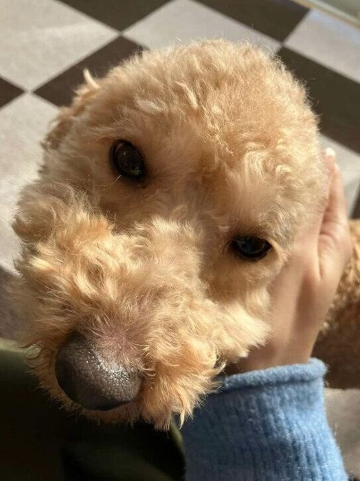 お迎え当日の犬 推定4才