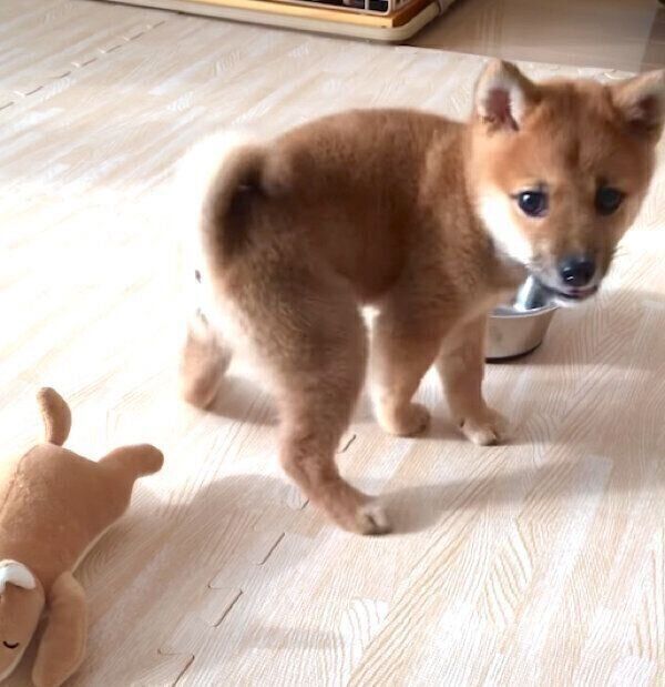 食べ方のクセが強いあくびちゃん