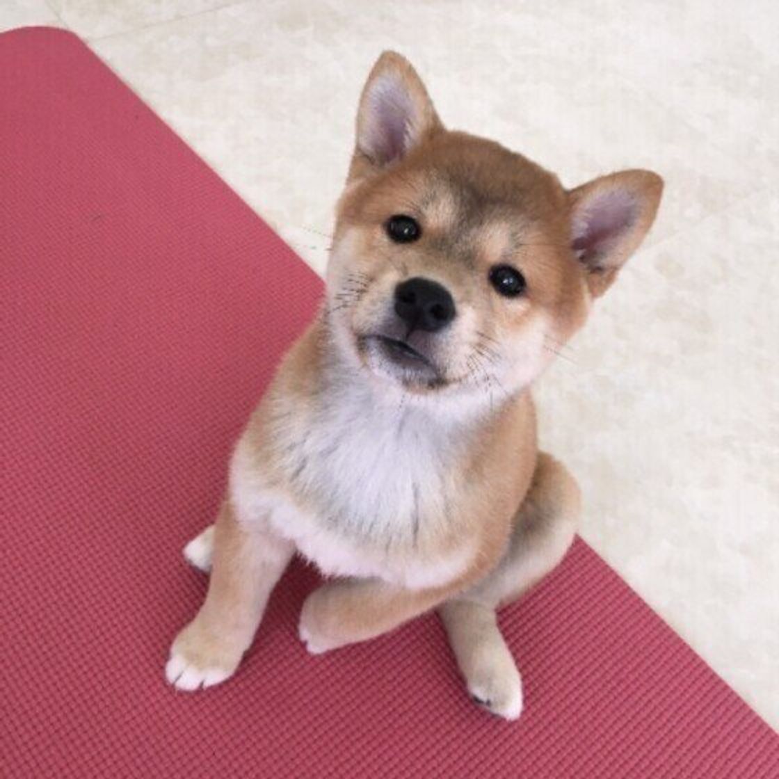 ゴハン前のオアズケは実はng 飼い主さんがやりがちな犬の嫌がること4選 いぬのきもちweb Magazine ゴハン前のオアズケは実はng 飼い主さんがやりがちな犬の嫌がること4選 いぬのきもちweb Magazine