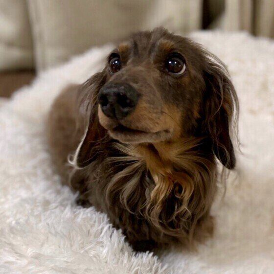 犬が人の指にジーッと注目する のはなぜ 実は特技の1つだった いぬのきもちweb Magazine