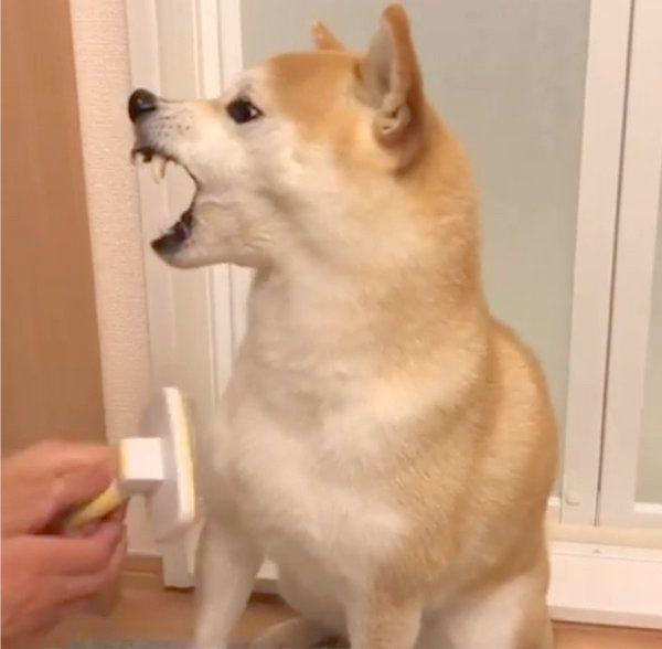 ブラッシングをされる柴犬