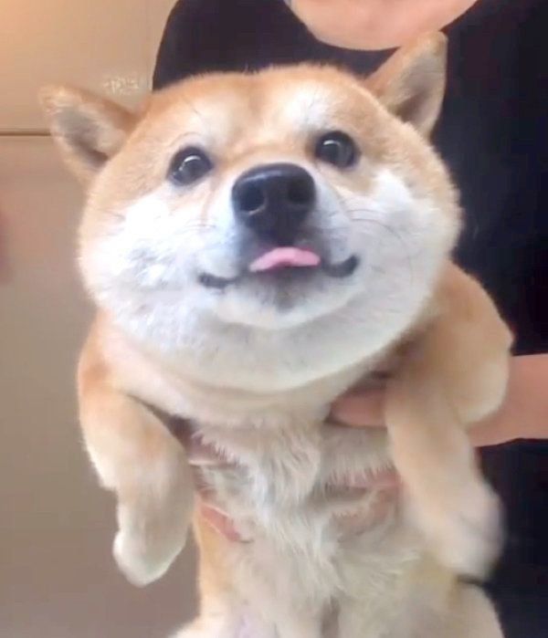 お風呂に入る豆柴