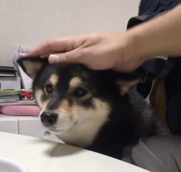 柴犬の吾子ちゃん