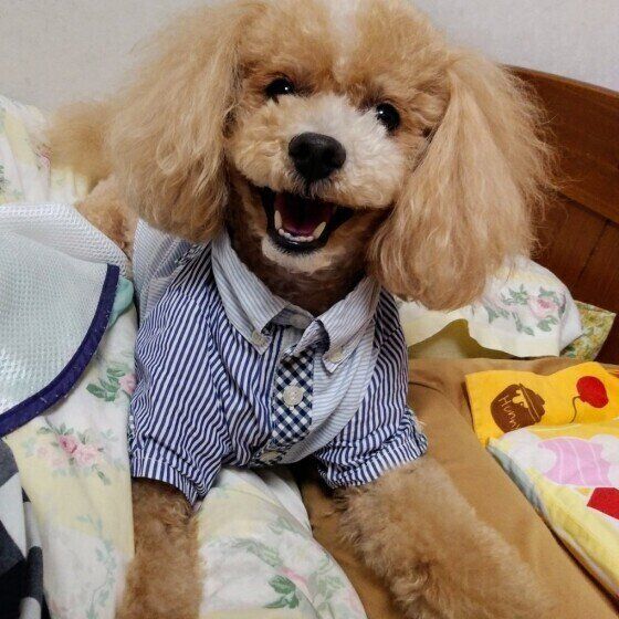 犬の急性肝炎はどんな病気？黄疸に気が付くポイントとは？ いぬのきもち