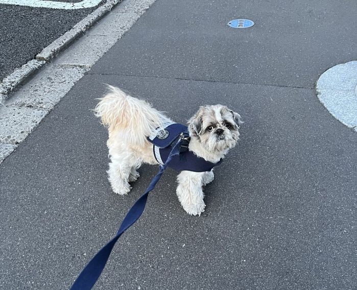 散歩をするたぬきちくん