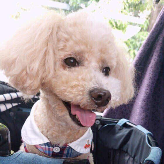 トイ・プードルのハービーくん