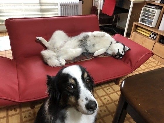 寝転ぶシベリアン・ハスキー