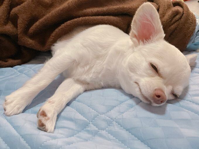 別の日のはまちちゃん 寝顔がとてもかわいらしい