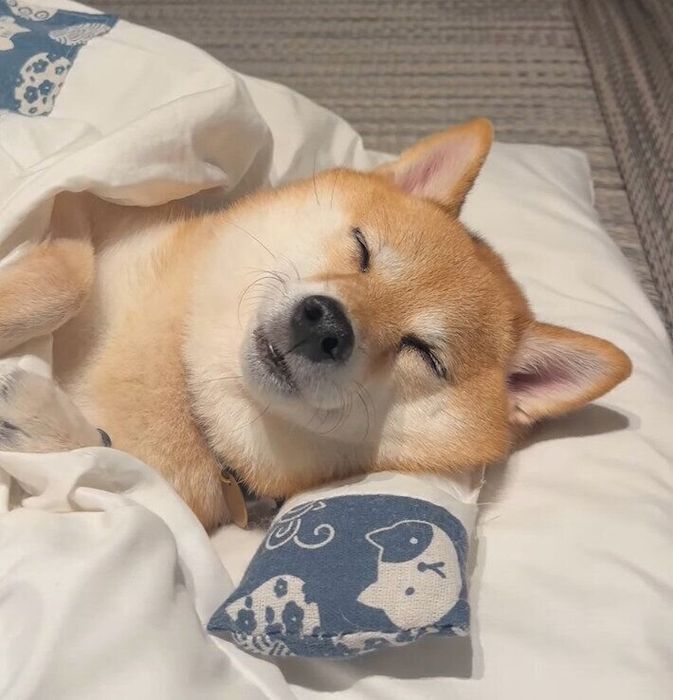 愛用の布団でぐっすりのはなちゃん