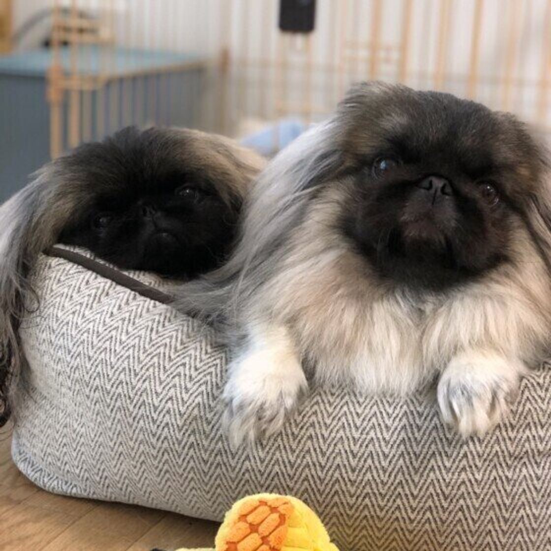 ペキニーズの特徴 性格 最新価格と飼い方 いぬのきもち 犬図鑑 いぬのきもちweb Magazine ペキニーズの特徴 性格 最新価格と飼い方 いぬのきもち 犬図鑑 いぬのきもちweb Magazine