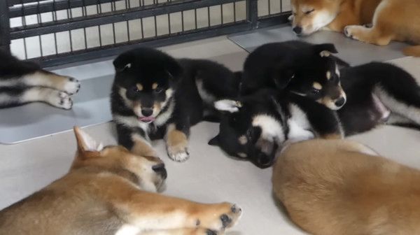 お昼寝中の柴犬