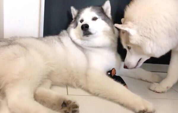 フィスくんに「無言の圧」をかけるグーちゃん