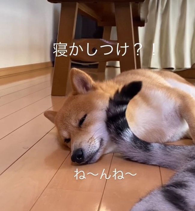 まるくんのしっぽにトントンされて“まどろむ”虎太郎くん