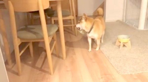 パパさんと追いかけっこをする柴犬のこてつくん