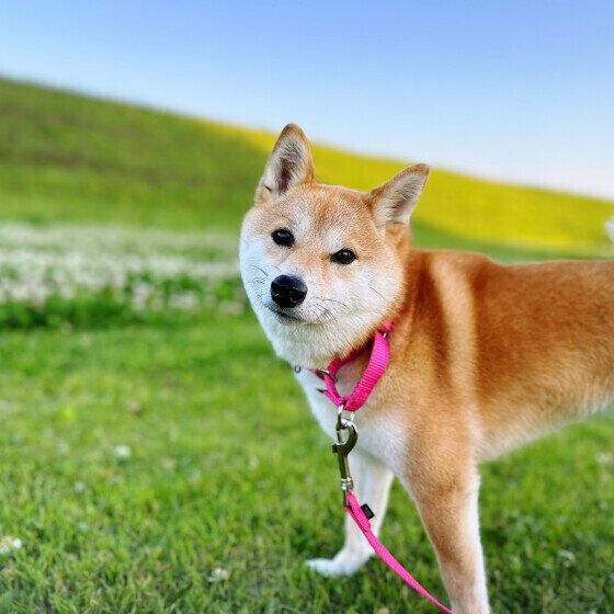 愛犬が避妊手術前に発情期を迎えたときの注意点 いぬのきもち