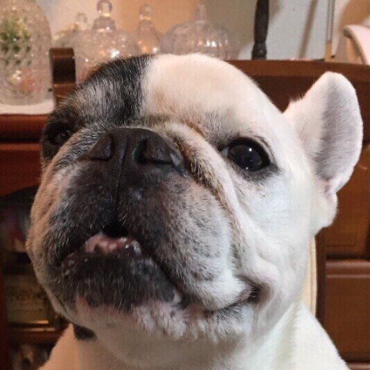 見つめるフレンチ・ブルドッグ