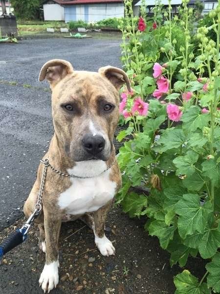 アメリカン・スタッフォードシャー・テリアのジェスロくん