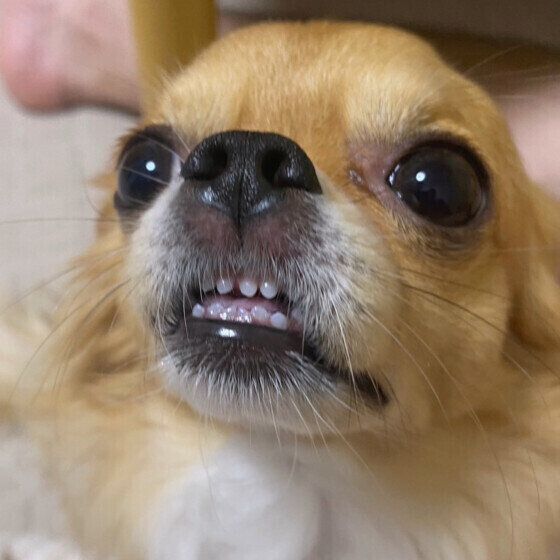 チワワのチオンちゃん