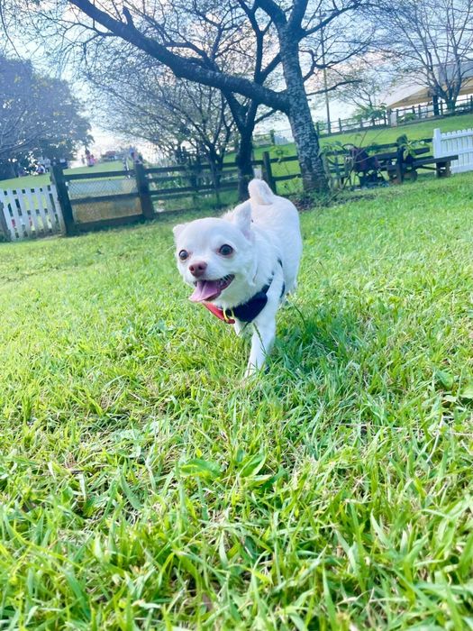 ドッグランで遊んでいるはまちちゃん