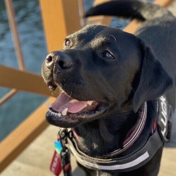 散歩中に犬が「ムシャムシャ」草を食べる、その理由とは？ いぬのきもち