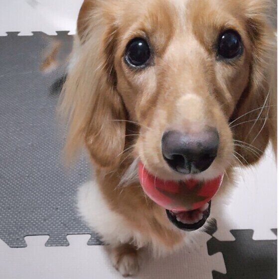 遊んでアピールするミニチュア・ダックスフンド