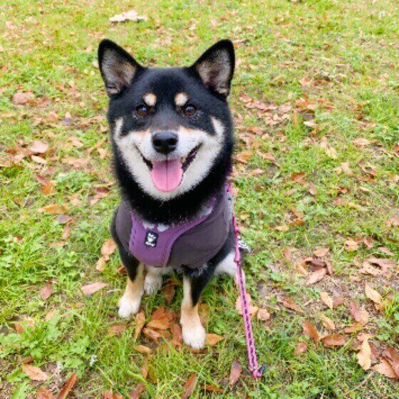 散歩中に犬が「ムシャムシャ」草を食べる、その理由とは？ いぬのきもち