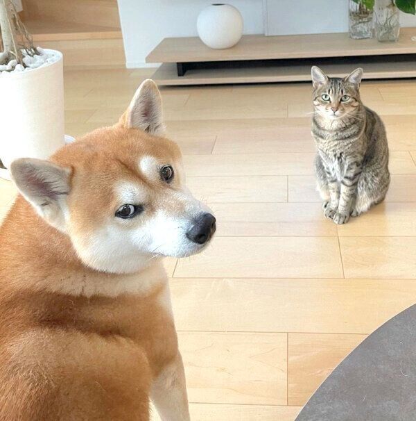 見つめるHaluくん、Mugiくん