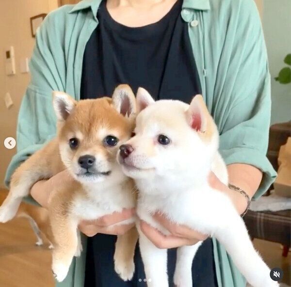 姉妹犬のモッチーと再会したたまちゃん