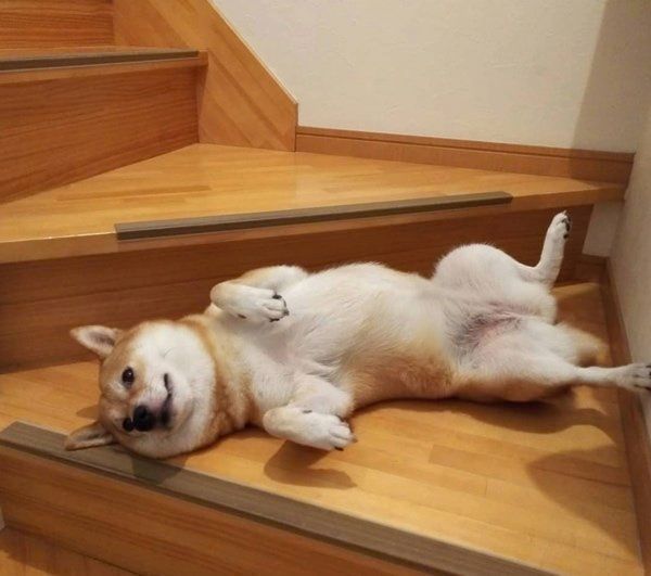 謎のポーズで眠る柴犬