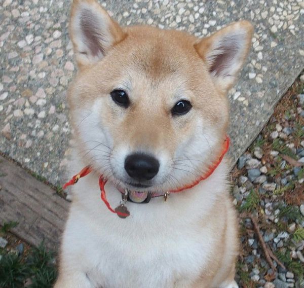 柴犬の味噌ちゃん