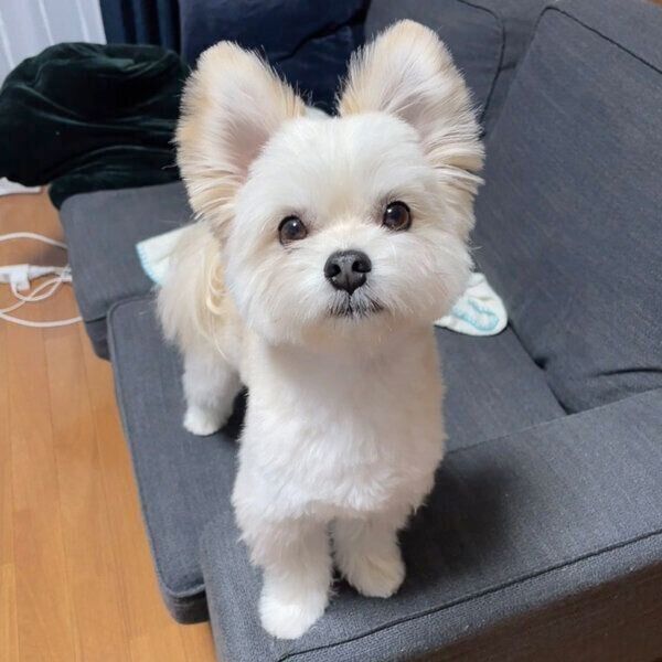 見つめるぽんたくん