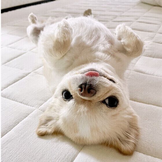 愛犬が撫でる前は嬉しそうなのに、撫で始めると『スン』とした表情になるのはなぜ？ いぬのきもち