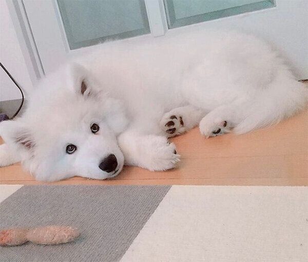 フセをするソランくん