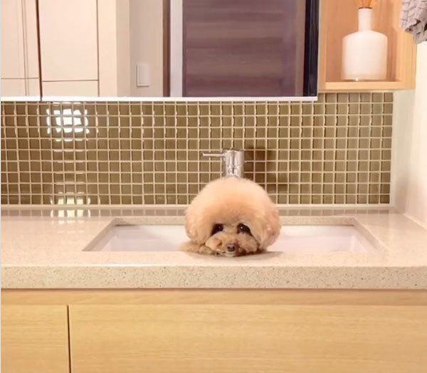 足を洗う順番待ちをするパンナちゃん