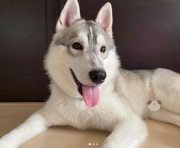 くつろぐステラくん