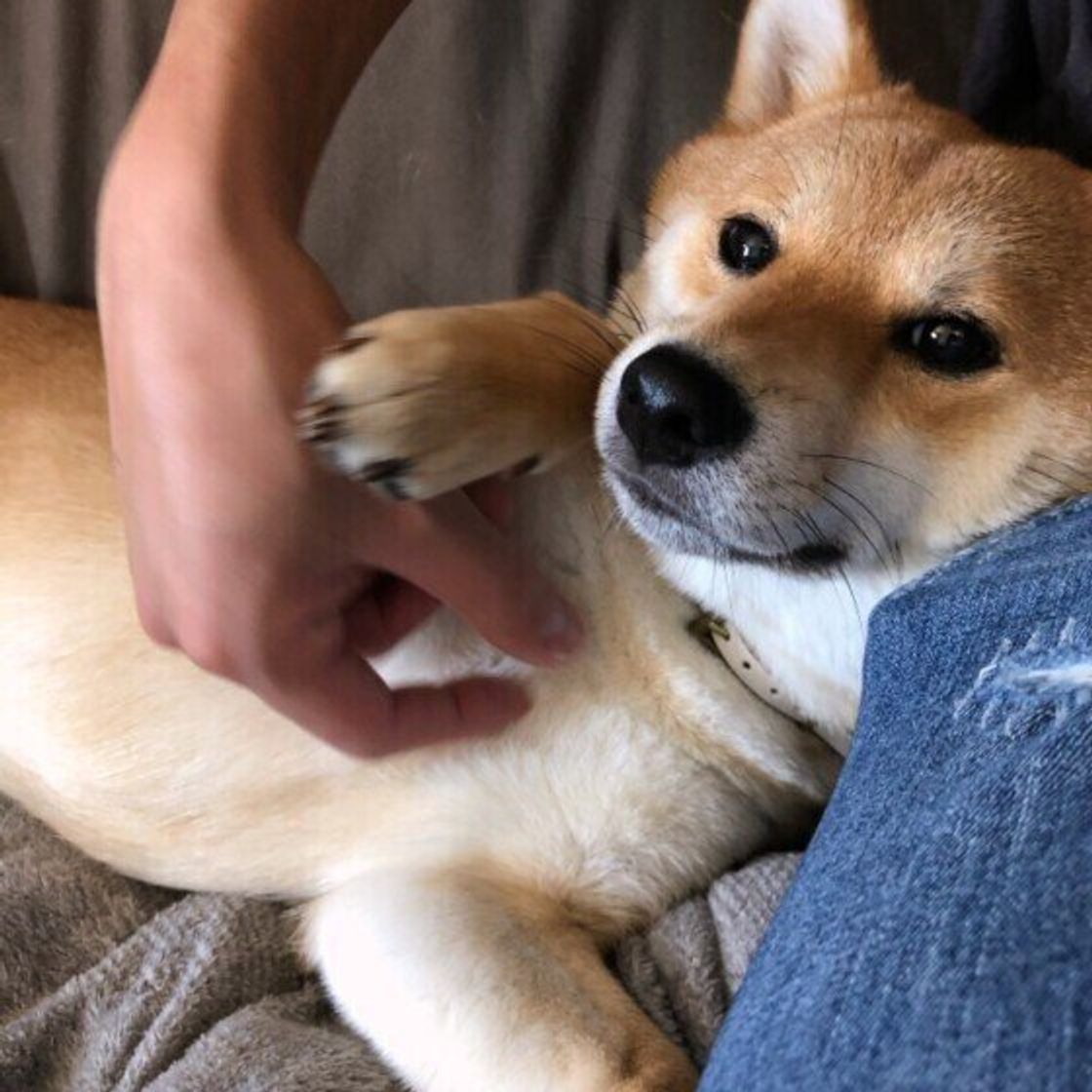 愛犬の甘え度は 信頼する相手にだけ見せる 甘えるしぐさ 5選 いぬのきもちweb Magazine 愛犬の甘え度は 信頼する相手にだけ見せる 甘えるしぐさ 5選 いぬのきもちweb Magazine