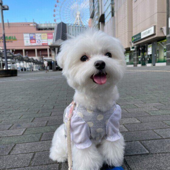 散歩するマルチーズ