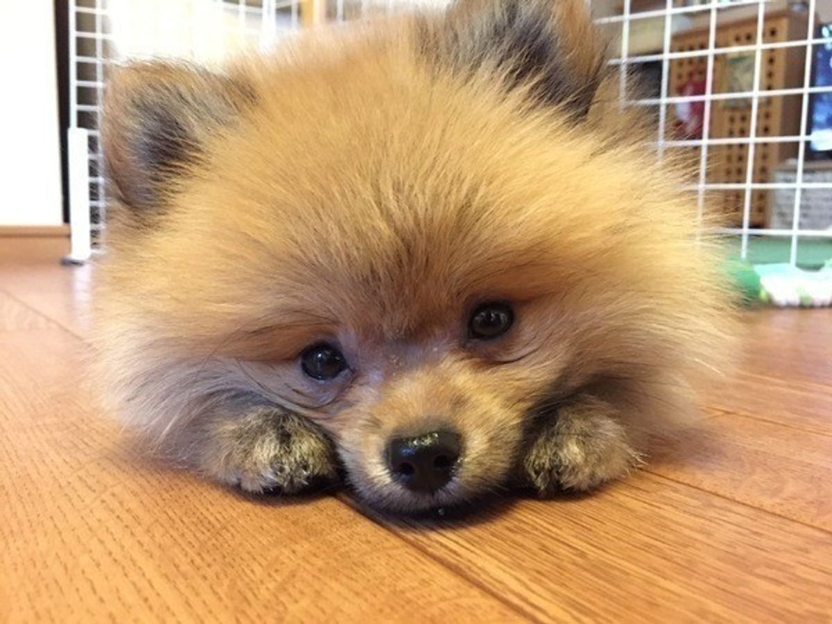 愛犬への思いが裏目に 犬に与えてはいけない食べ物 飲み物とは いぬのきもちweb Magazine 愛犬への思いが裏目に 犬に与えてはいけない食べ物 飲み物とは いぬのきもちweb Magazine