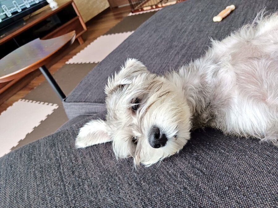 別の日のペレくん1