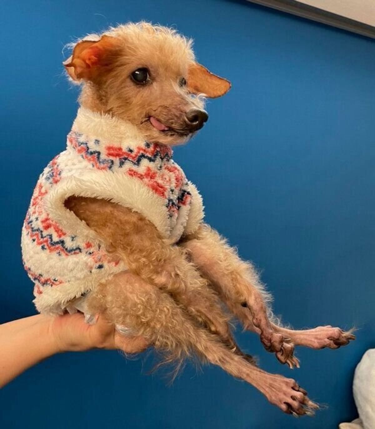 18才のご長寿犬 こむぎじいちゃん 多くの人に元気を与えた愛らしい姿の記録 いぬのきもちweb Magazine 18才のご長寿犬 こむぎじいちゃん 多くの人に元気を与えた愛らしい姿の記録 いぬのきもちweb Magazine