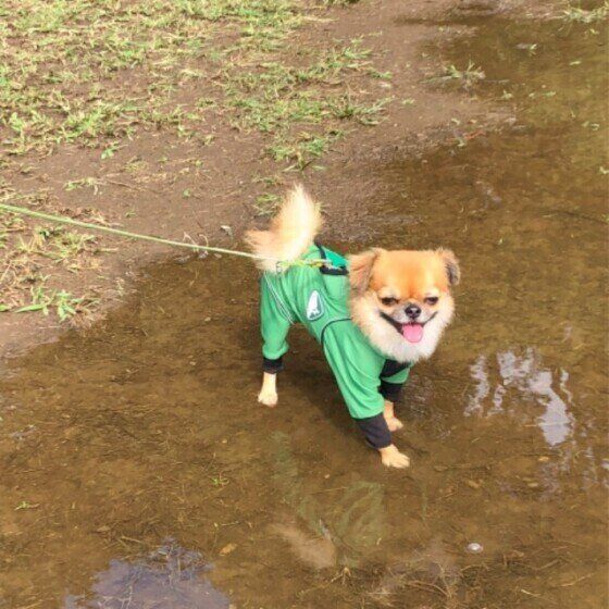 水たまりに入るチワワ