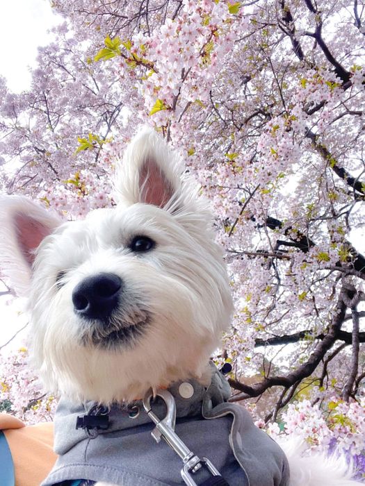 桜と一緒に写るウエスト・ハイランド・ホワイト・テリア