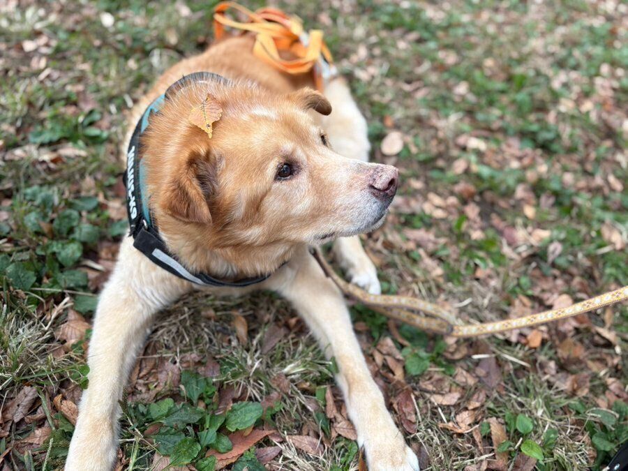 公園に遊びに行ったファーちゃん