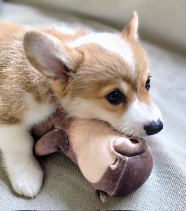 ぬいぐるみを咥える子犬のコーギー