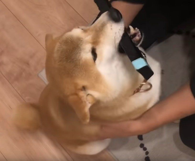 パパと遊びたい犬