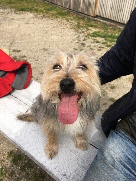 笑顔がかわいいオーストラリアン・シルキー・テリア