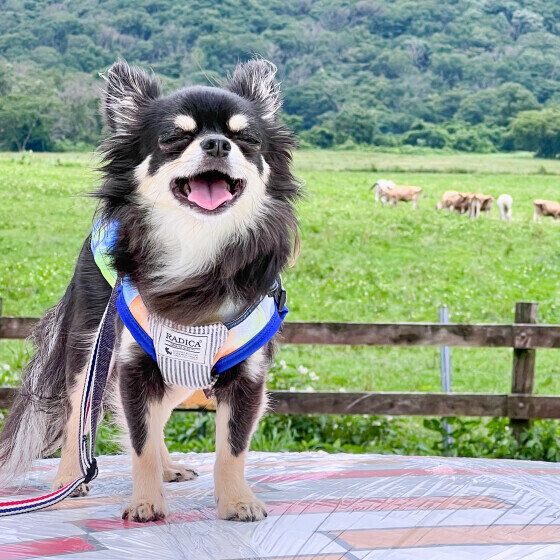 遠くの動物に挨拶したチワワの快くん