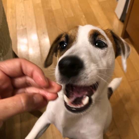 笑うジャック・ラッセル・テリア